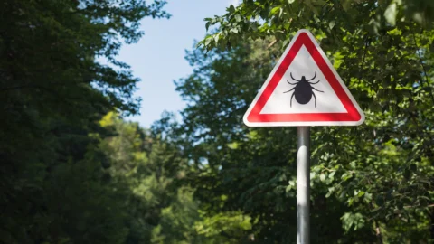 Borelioza w praktyce lekarskiej– najczęstsze pytania i odpowiedzi